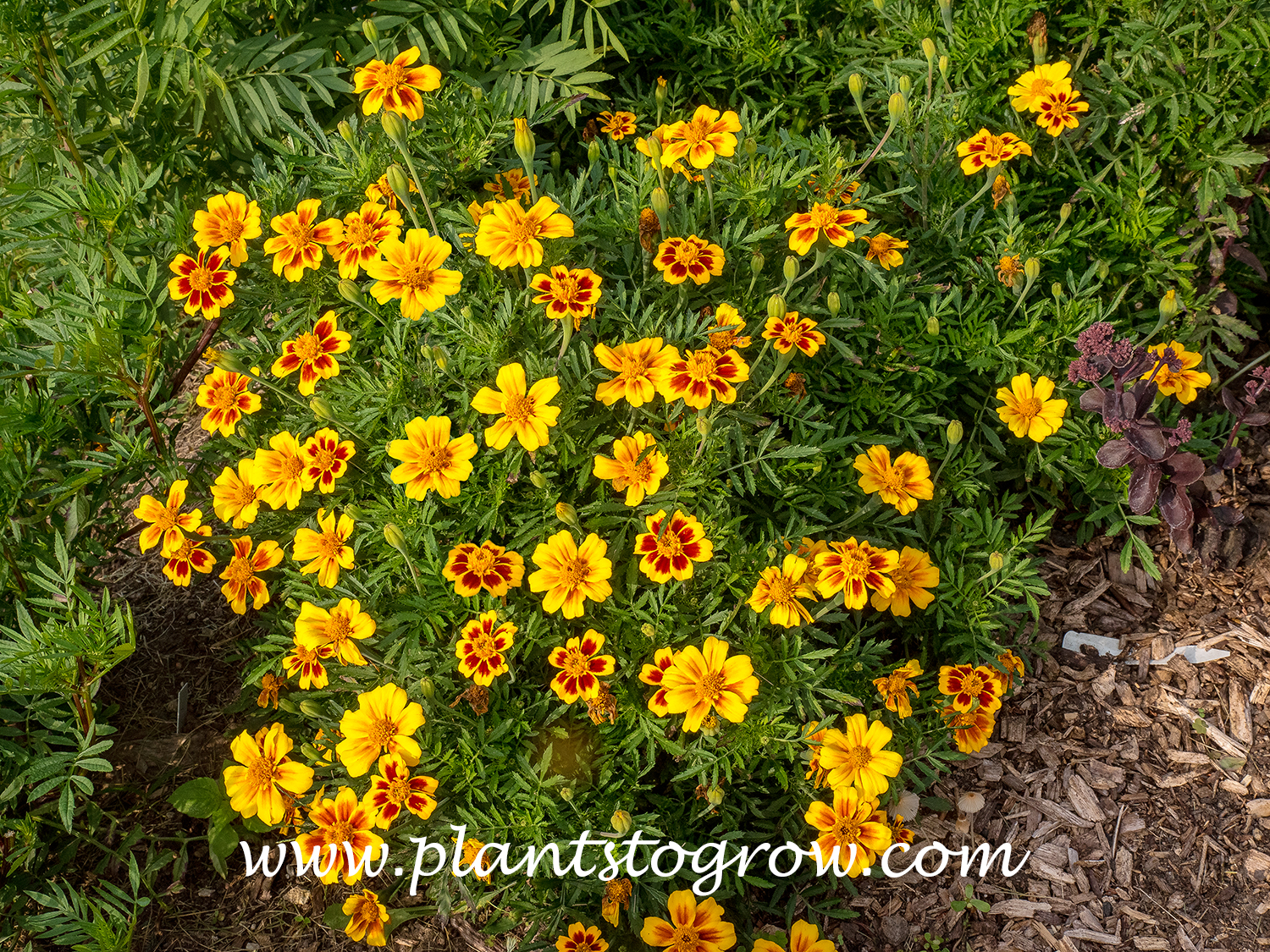 Naughty Marietta Marigold (Tagetes patula)